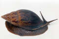 Achatina balteata infrafusca Cameroon adult
